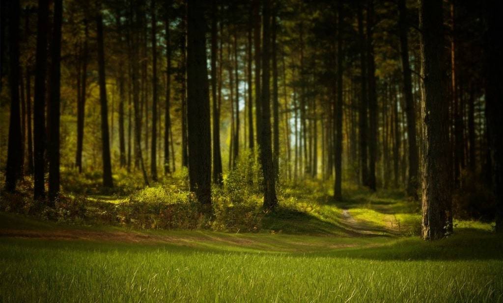 Die stille Kraft des Waldes spüren